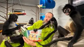 The grinch came to read to the monkey🤣 #funny #monkeys
