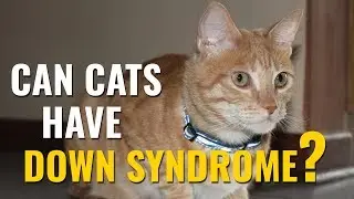Cats With Down Syndrome - A Complete Guide