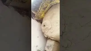 Wild Honey Bees Keeping Techniques | Easy & Natural Beekeeping for Beginners