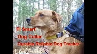 Fi Smart Dog Collar -  A Durable Reliable Dog Tracker