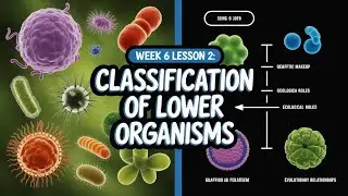 Classification of lower organisms
