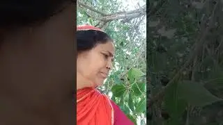 hmare farhm ke jamun  kale kale pushkr vaale
