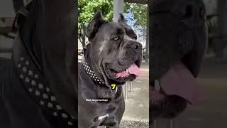 &ldquo;Top 10 Most Powerful Dog Breeds in the World 🐕💪 | Strongest Guard Dogs Ranked 2025&rdquo;