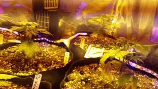 Day 27 blue hash, blue widow, la widow, bubblegum xl, kripple shock, afghan skunk