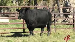 Vermilion Angus Lot 332