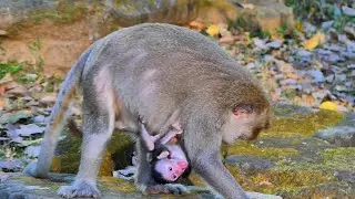 Oops! Baby Bessie Feels Scared for a Moment With Mommy Button