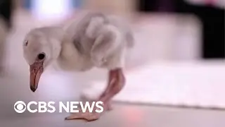 Flamingo flock born at Fort Worth Zoo