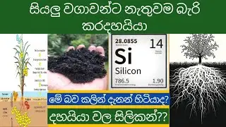 කර දහයියා භාවිතයේ වැදගත්කම හා නිශ්පාදනය @Smart goviya