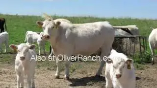 Provenance of Beef, aka MeatCamp, IACP 2010 - Colorado's Best Beef