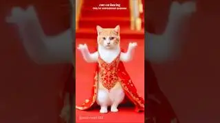 kheto mai tu aai nhi 😽💃#shorts #ai #shortvideo #catshorts #bollywoodsongs #aalizzwell