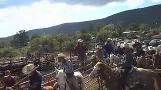 Coleadero en laguna del Saucillo