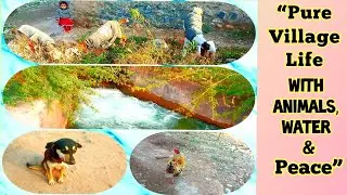 A Beautiful Day in Real Village Life | Animals, Water & Nature
