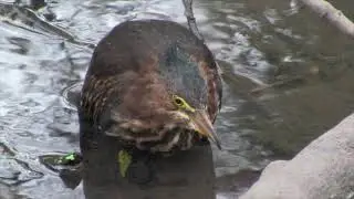 Green heron hunting at the Loch, Central Park, New York