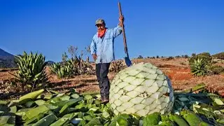 From Agave To Glass: The Tequila-making Process