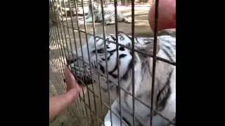 White Tiger Licks Human