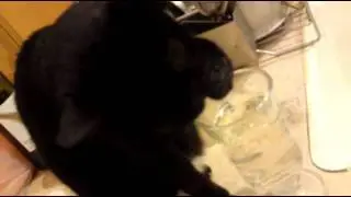 Cat drinking dirty water with paw