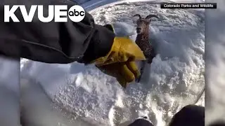 Colorado crews rescue bighorn sheep trapped in frozen river