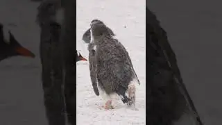 Animals That Can Live In Extreme Environments #animal  #animals  #nature
