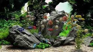 Coral Reef Aquarium - 4K HDR 60 fps - no loop