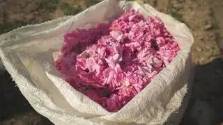 EPISODE 006 \ A TURKISH ROSE