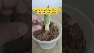How to Repot Aloe Vera 🌵 | Step-by-Step Guide for Healthy Growth #aloevera #shortsvideo #viral