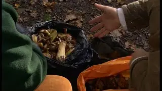 Epping Forest: Dozens fined over 'illegal mushroom picking' (UK) - BBC News - 3rd April 2021