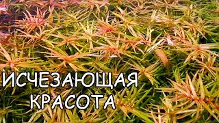 ДИДИПЛИС ДИАНДРА. Didiplis Diandra. СЕКРЕТЫ ВЫРАЩИВАНИЯ