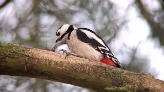 Большой пестрый дятел ест шишку - Suur-kirjur&auml;hn t&ouml;&ouml;tleb k&auml;bi