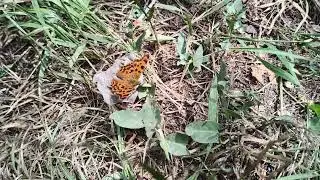 Butterfly on the grass