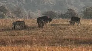 Wichita Mountains Wildlife Refuge