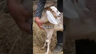 Nubian Goats: Simply Great Goats! #homestead #goat #milk #farmlife #farming