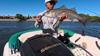 BABY STRIPER FRENZY