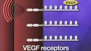 VEGF and angiogenesis