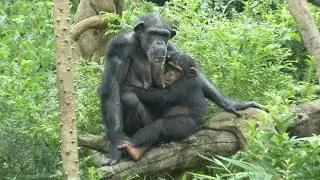 フク、マリモ、ハルちゃんのなぜなぜ物語　よこはま動物園ズーラシア　チンパンジー