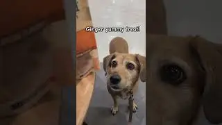 Ginger yummy treat! #dog #dogactivity #treat #miloskitchen