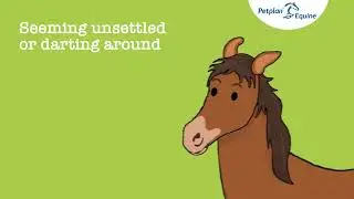 Petplan Equine - How to calm a stressed horse