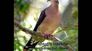 Gray-fronted Dove