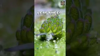 LEAF SHEEP🌿 🐑 The Cutest Slug #leafsheep #seaslug #cutestslug