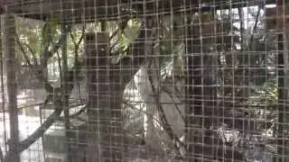Vernal Hanging-Parrot (Loriculus vernalis), Suan Nok Bird Park, Bang Sai