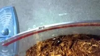 Parcoblatta pennsylvanica care the pa wood roach