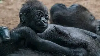 Baby Gorilla Sleeping and Clinging to Mom