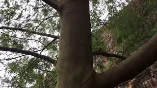 Silver wattle - entire tree - March 2019