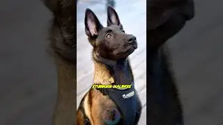 Top 3 training methods for your stubborn Belgian Malinois #shorts #dog #doglover #pets