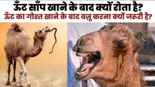 Why Camel Eat Snake? ऊंट सांप खाने के बाद क्यूँ रोता है?Facts About Camel | Indian Reaction | MMR786