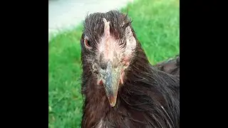 Krankes Huhn, Medizin in den Schnabel, Wie kann ich kranke H&uuml;hner gesund pflegen, H&uuml;hner Liebe