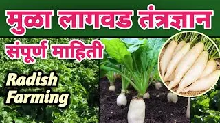 मुळा लागवड कशी करावी | मुळा लागवड माहिती | Mula Lagwad Mahiti | Radish Farming Technology