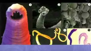Ellagica Part 3   10Youtube com