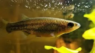 Blue-Tail Goodea Colony Update: Ataeniobius toweri 