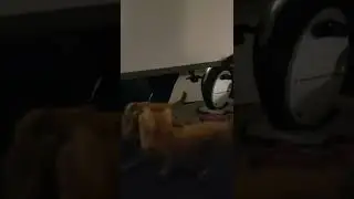 Simba is Looking Behind the Mirror to Find Himself 🤣