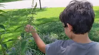 Cicada Hunting in Cincinnati with the Kids